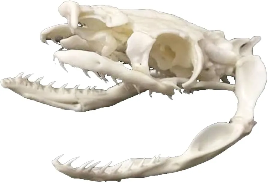 kinetyczna czaszka węża schemat