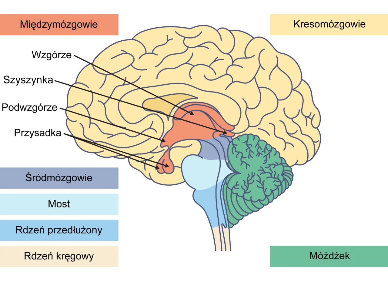 przysadka m&oacute;zgowa hormony schemat