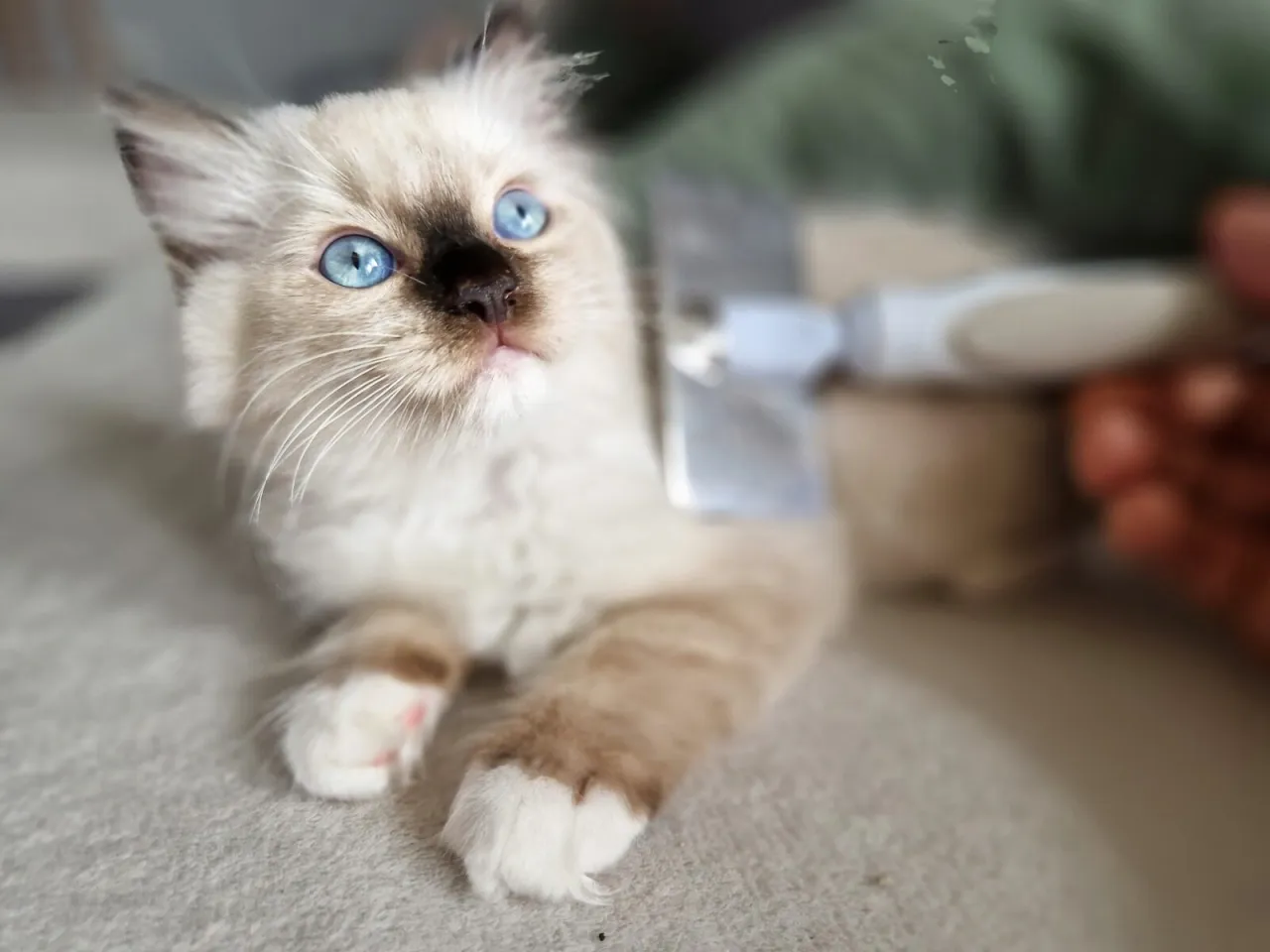 Pielęgnacja kota Ragdoll