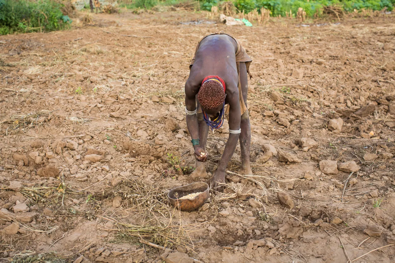 Susza w Afryce rolnicy