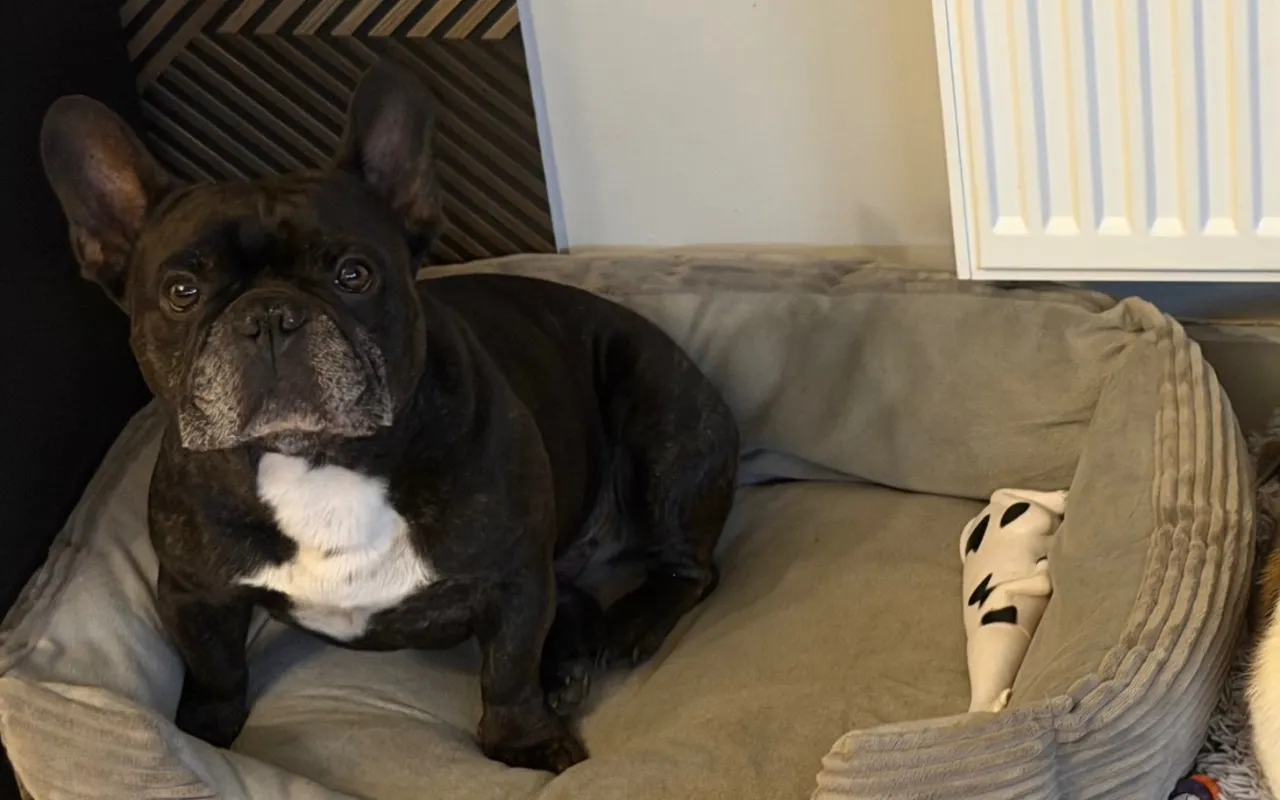 buldog francuski po operacji