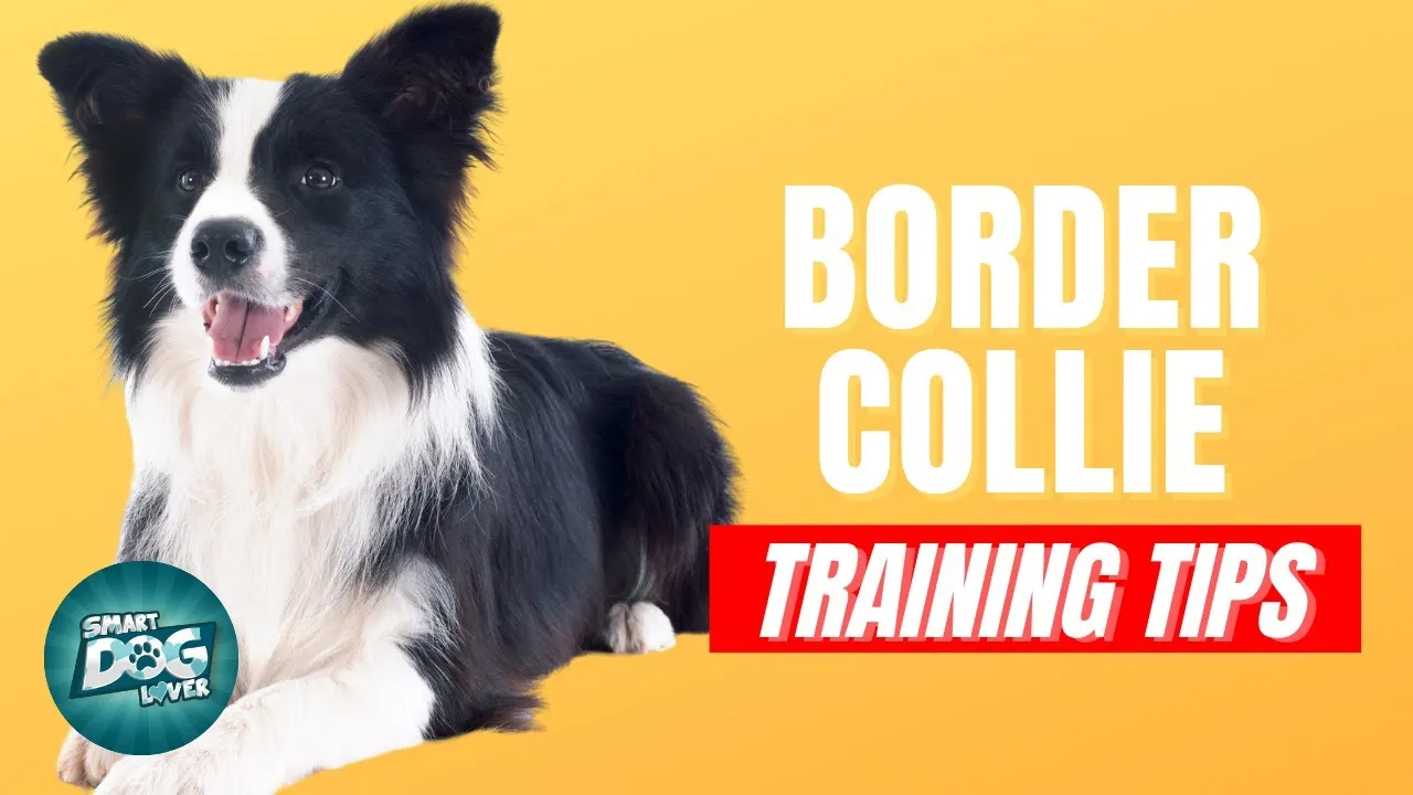 border collie puppy training