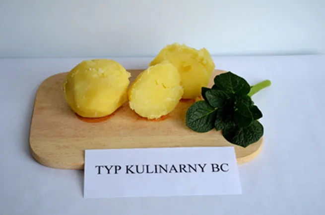 Rodzaje ziemniak&oacute;w kulinarnych typ A B C