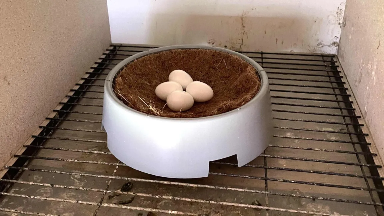 wyposażenie gołębnika karmidła poidła gniazda