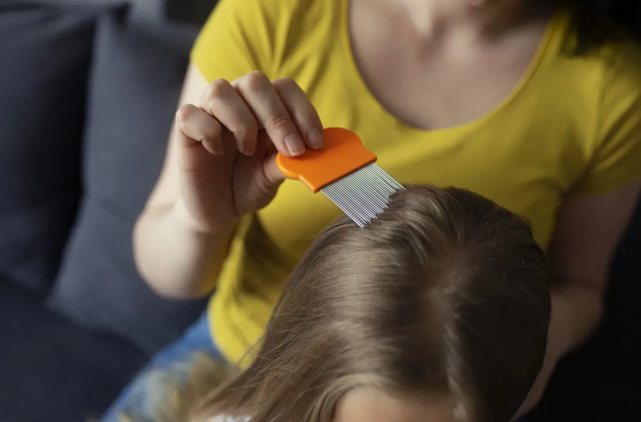 cykl życia wszy głowowej grafika