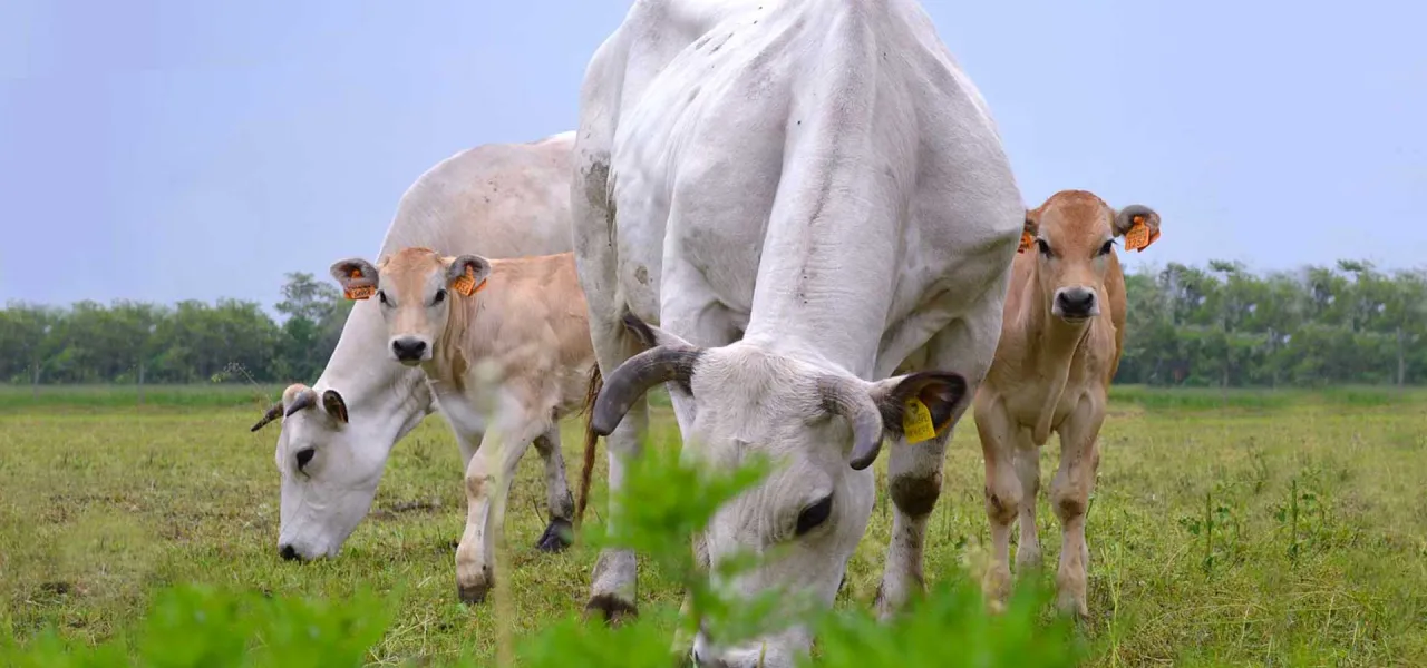 Stado kr&oacute;w rasy piemontese pasące się na zielonej łące. Widać dorosłe zwierzęta i cielęta z pomarańczowymi kolczykami.