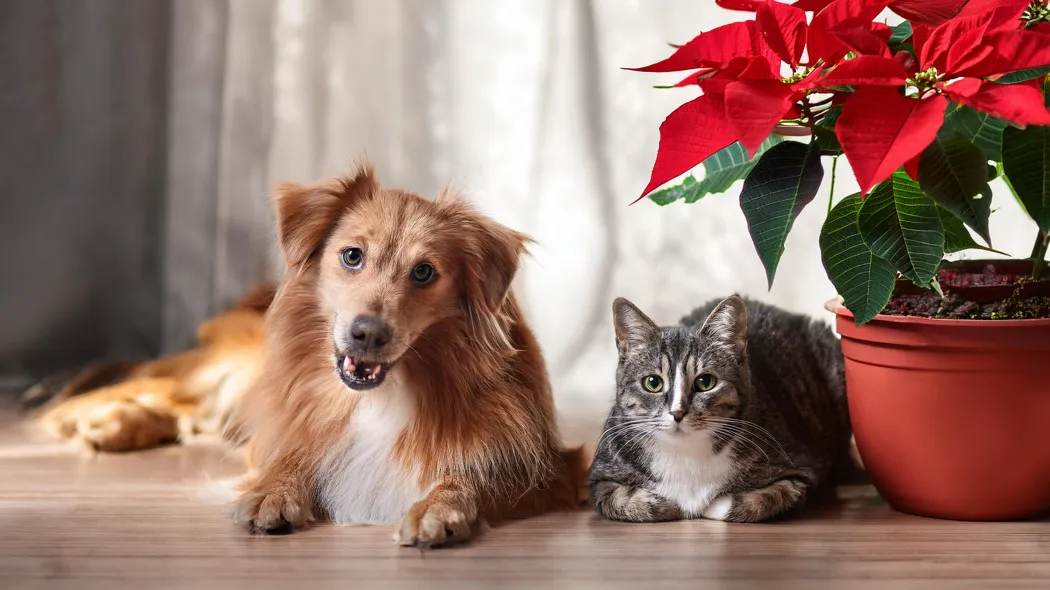 gwiazda betlejemska poza zasięgiem psa