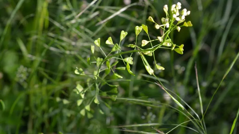 Tasznik pospolity zdjęcia
