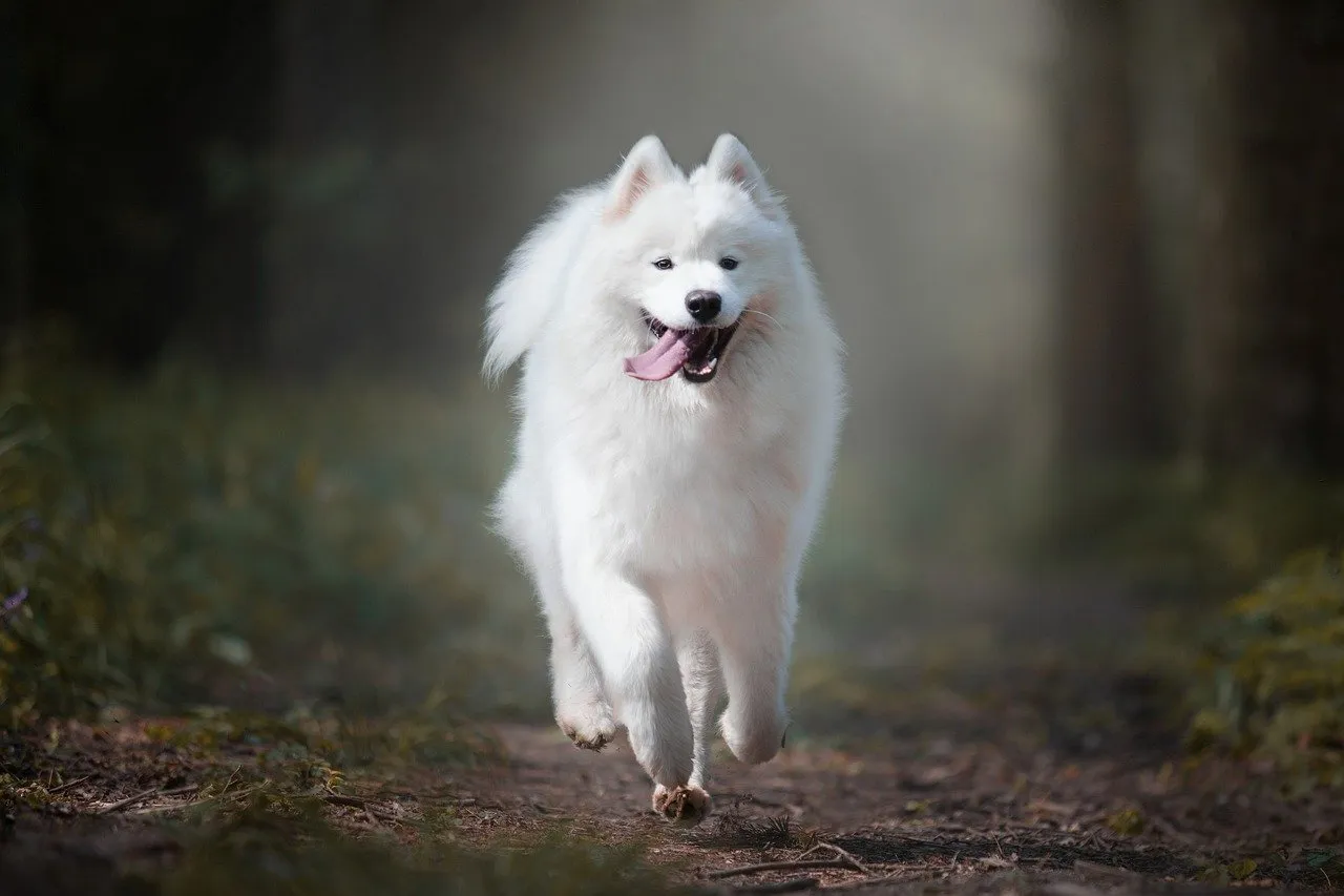 samoyed sierść struktura