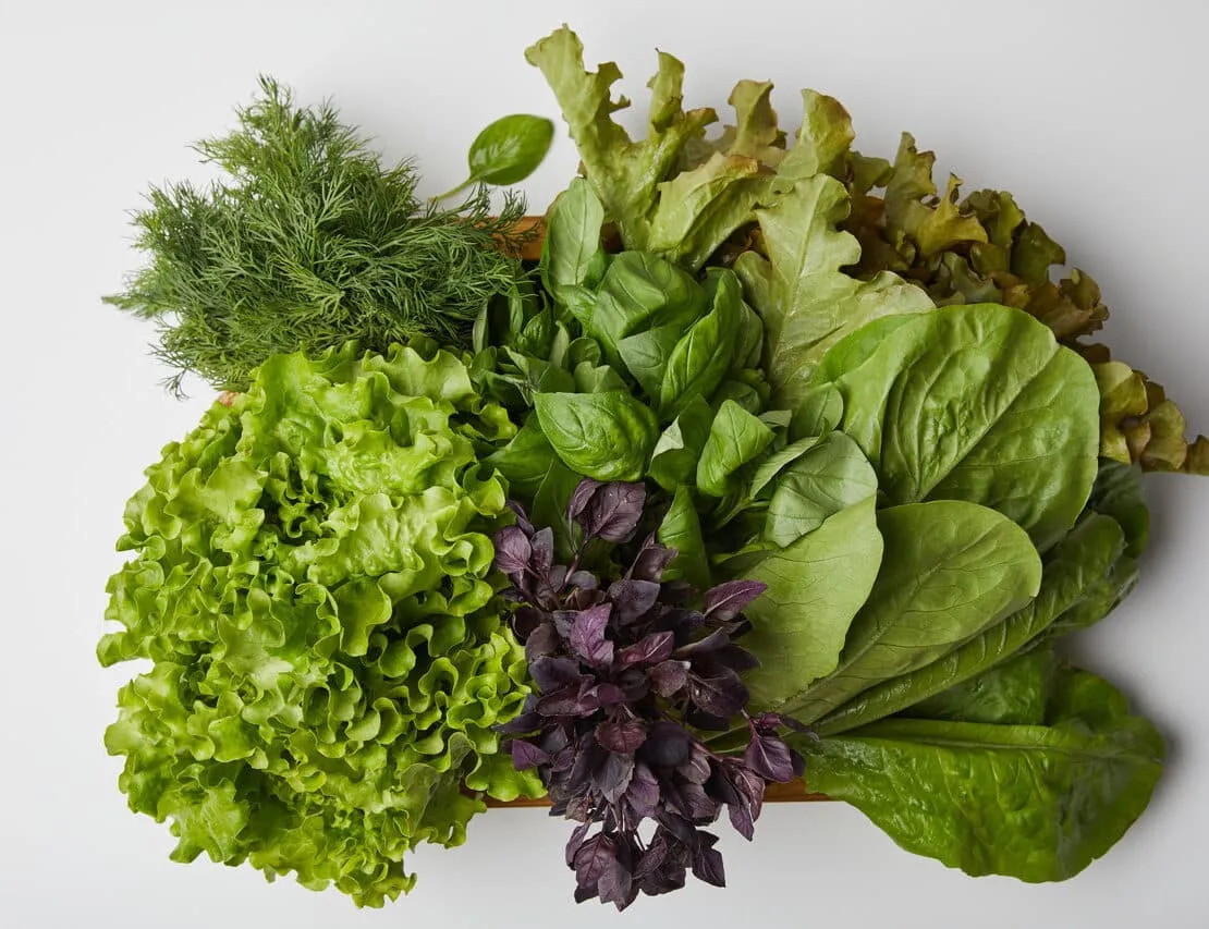 różne rodzaje sałat do koktajli