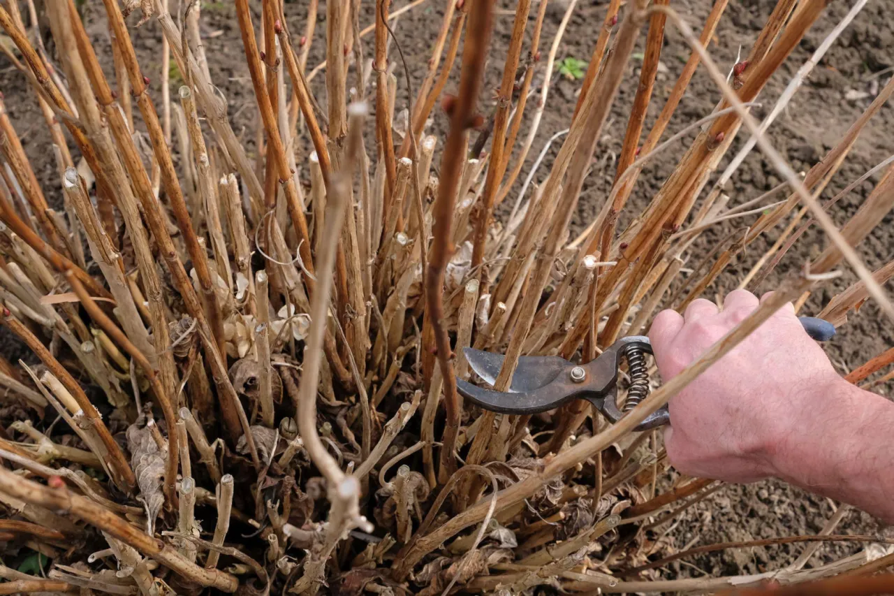 Rodzaje cięcia krzew&oacute;w