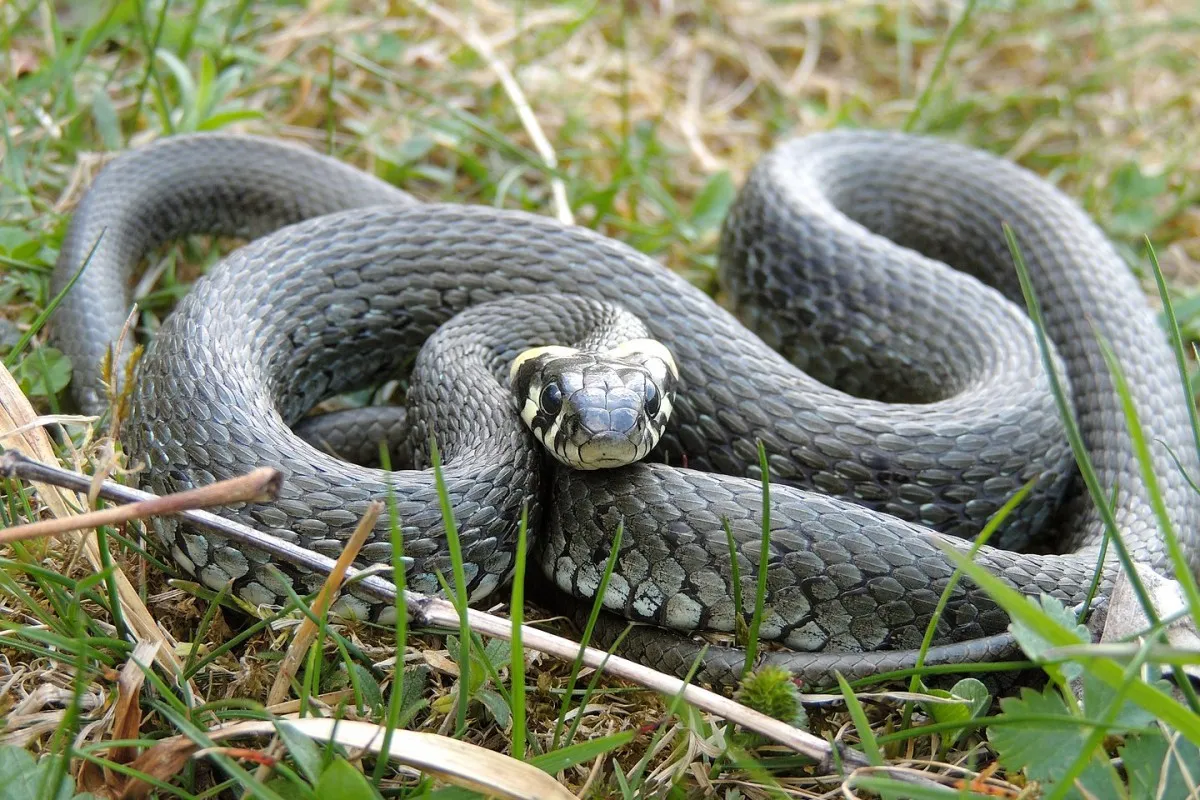 Żmija zygzakowata w lesie