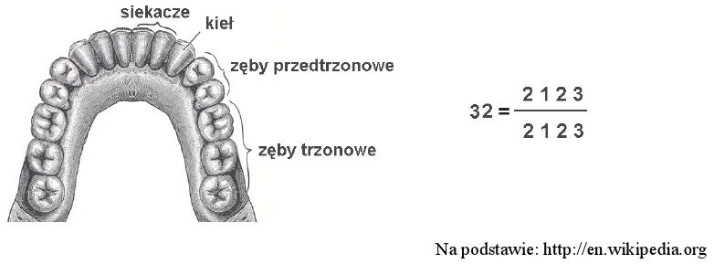Rodzaje zęb&oacute;w człowieka schemat