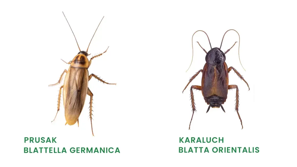 Karaluchy w mieszkaniu drogi wejścia