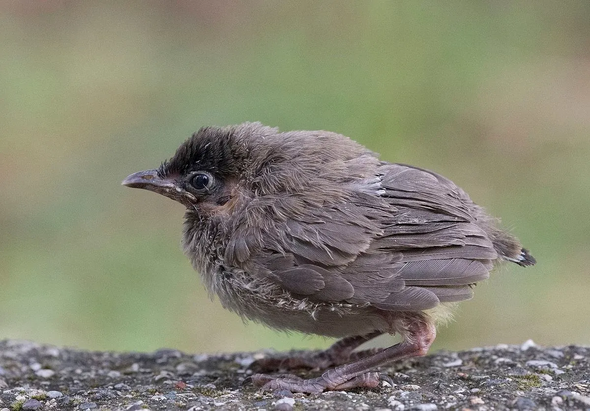 r&oacute;żnice między podlotem a pisklęciem grafika