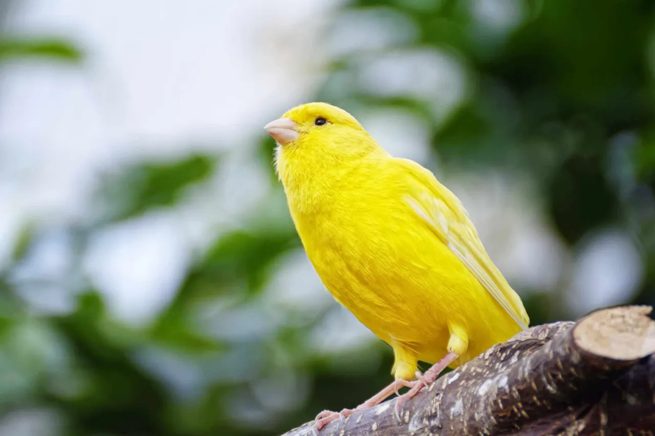 zdrowa dieta dla kanarka