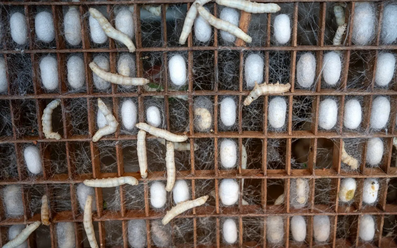 Gąsienice jedwabnika tworzą kokony, z kt&oacute;rych powstaje jedwab. Widać je w drewnianej kratownicy, otoczone delikatną pajęczyną.