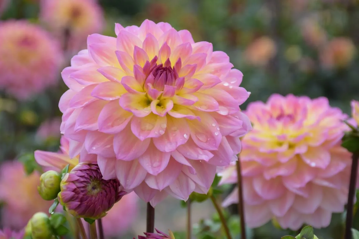 kwiaty jednoroczne do siewu w czerwcu