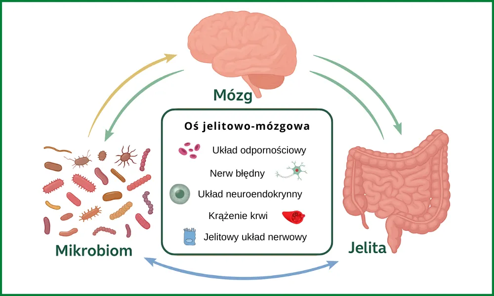 SIBO objawy psychiczne grafika, mgła mózgowa, lęk, zmęczenie