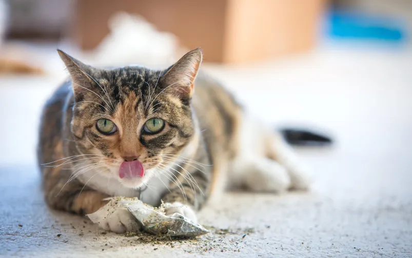 Kotka bawi się kocimiętką