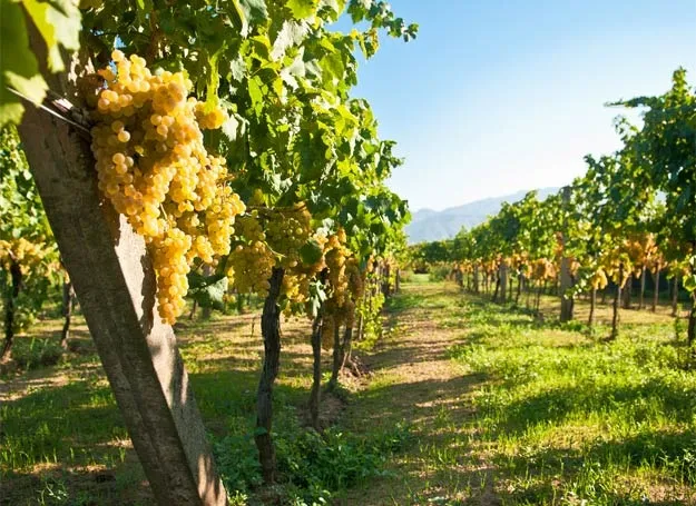 Lubuski Szlak Wina i Miodu winnica