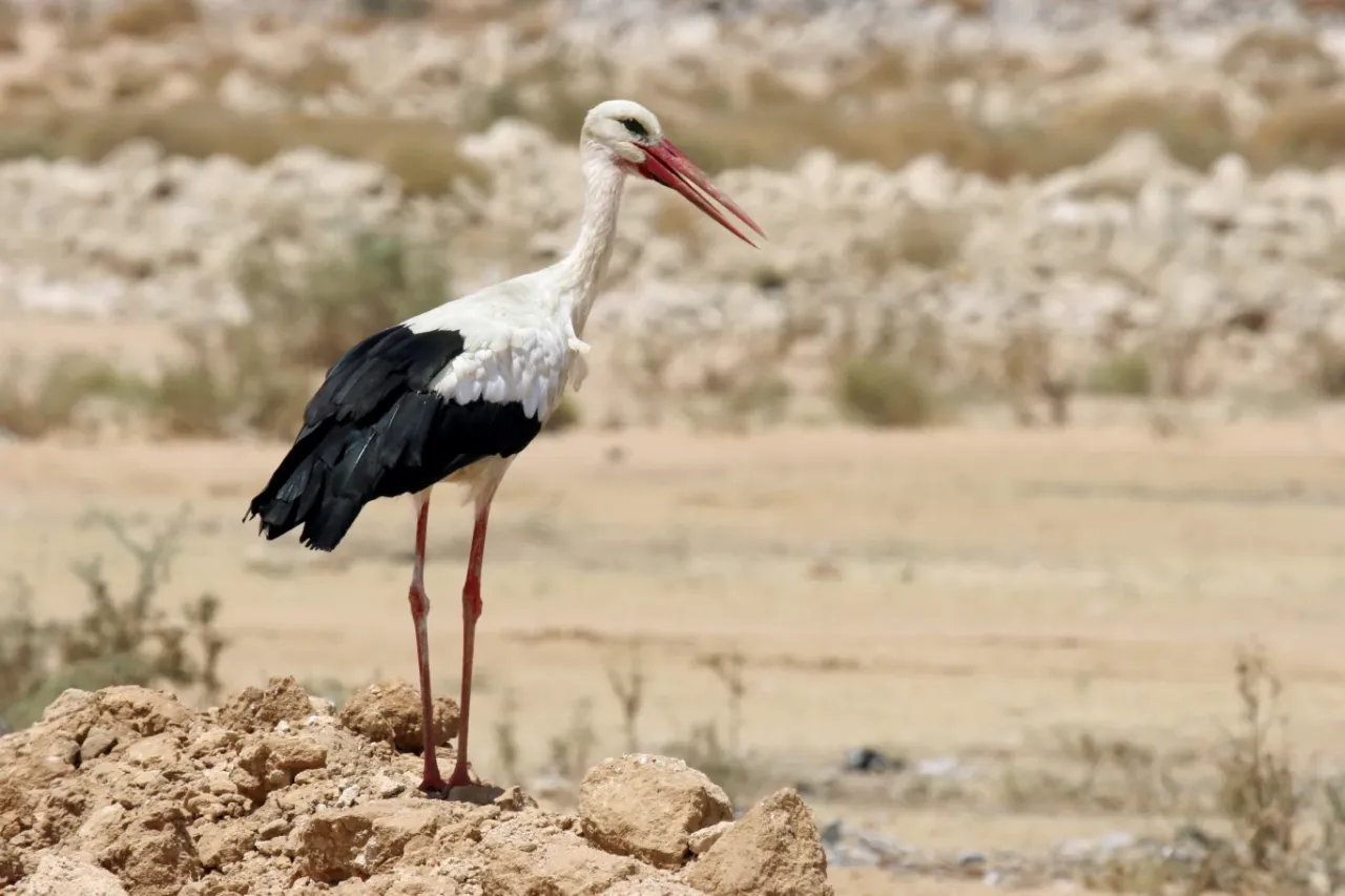 Bociany białe polujące w stadzie Afryka