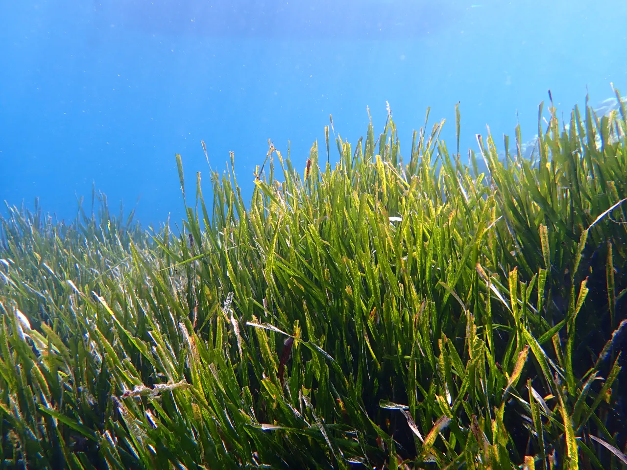 Posidonia Oceanica Majorka ekosystem morski
