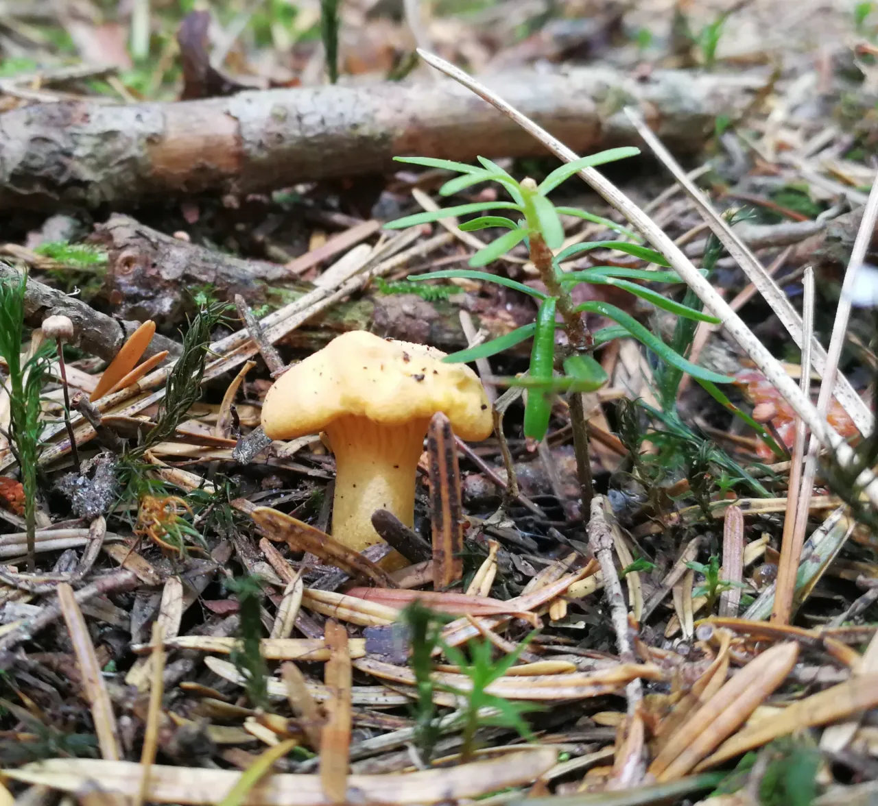 kurki w lesie, gdzie rosną kurki