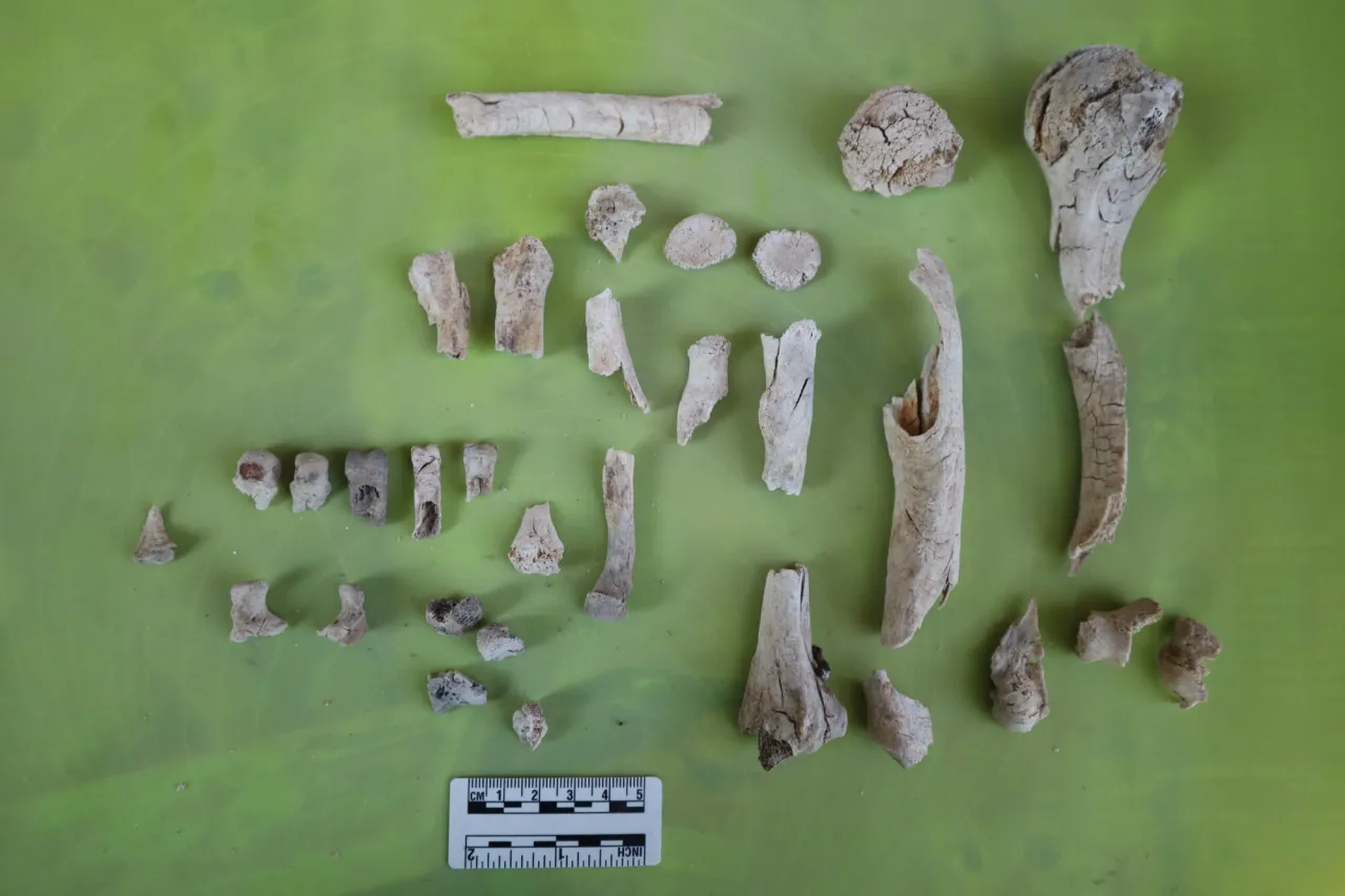 kości po kremacji fragmenty