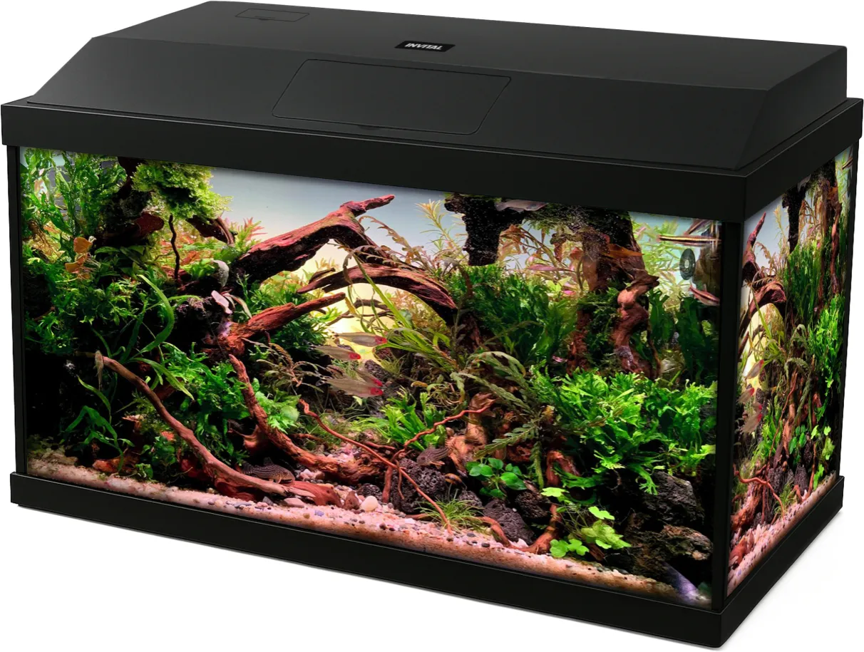 Małe rybki do akwarium 40l