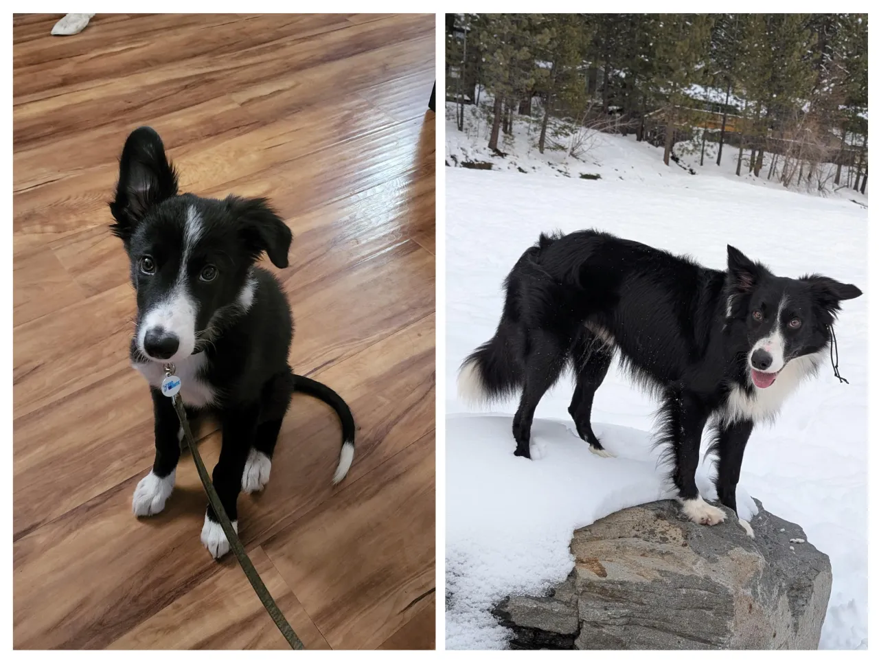 border collie szczeniak i dorosły sierść porównanie