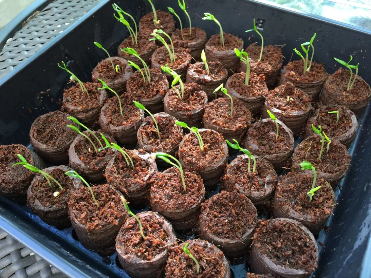 hartowanie rozsady papryki