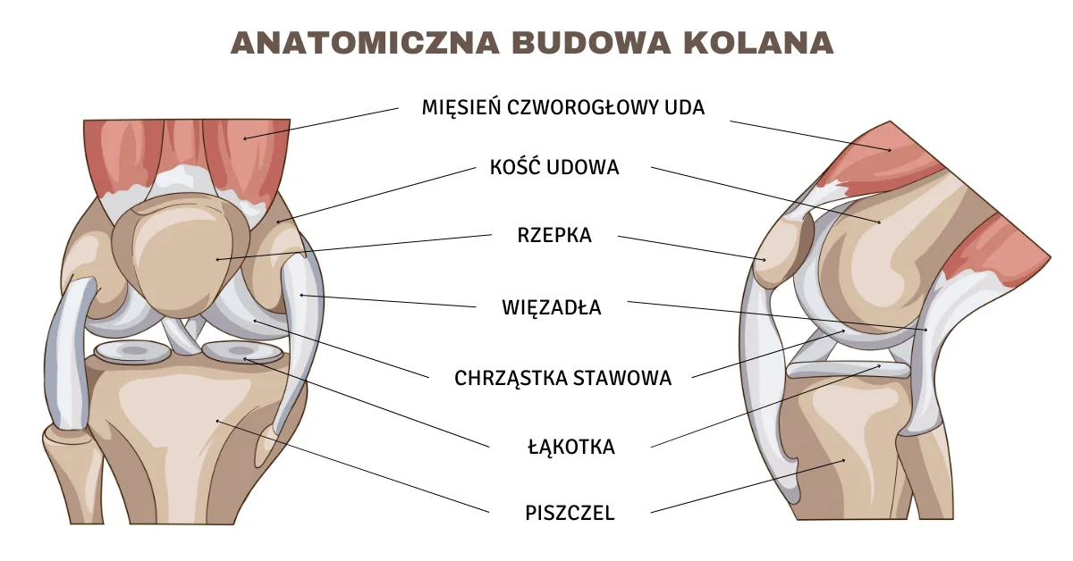 stopnie skręcenia kolana infografika
