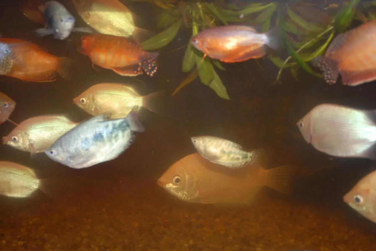 ryby przy powierzchni wody akwarium
