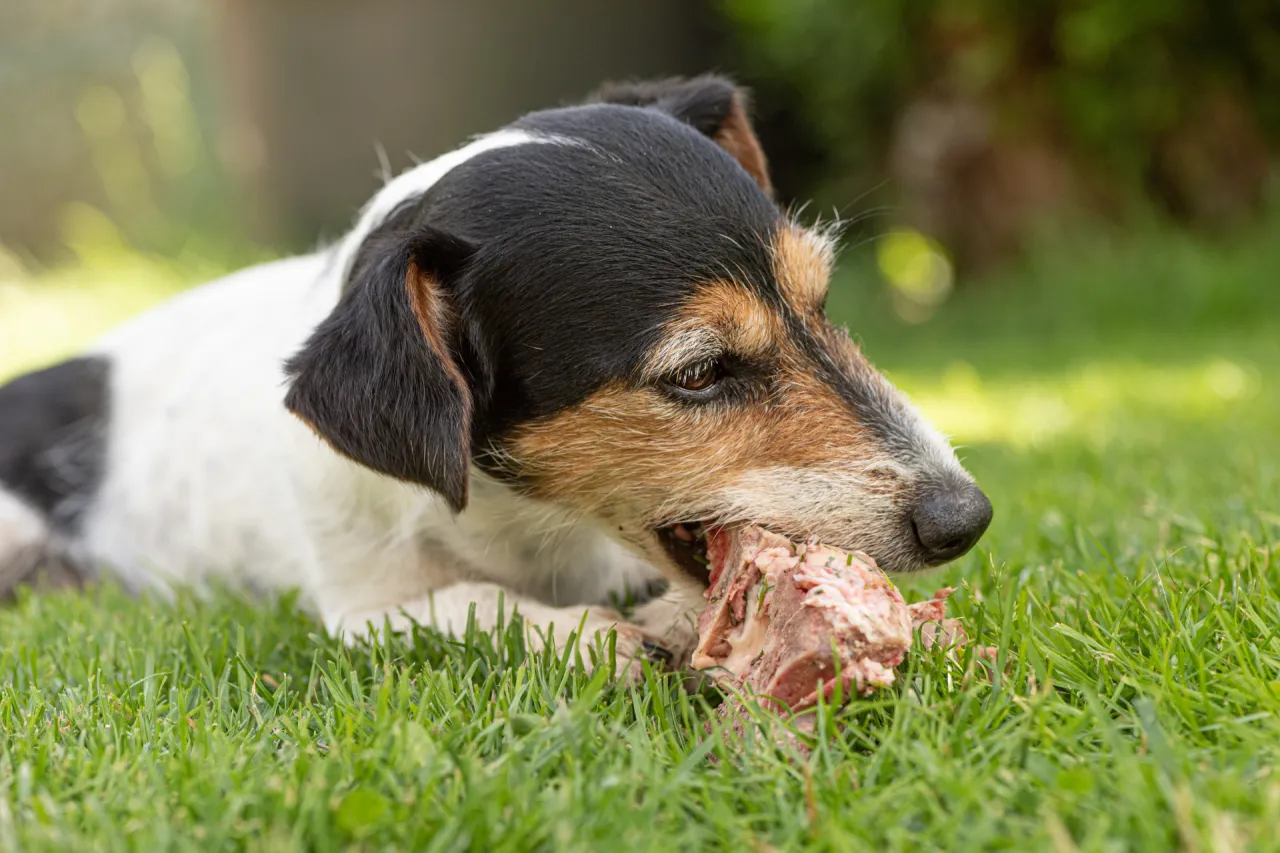 Pies zjadł kość kurczaka stres właściciela