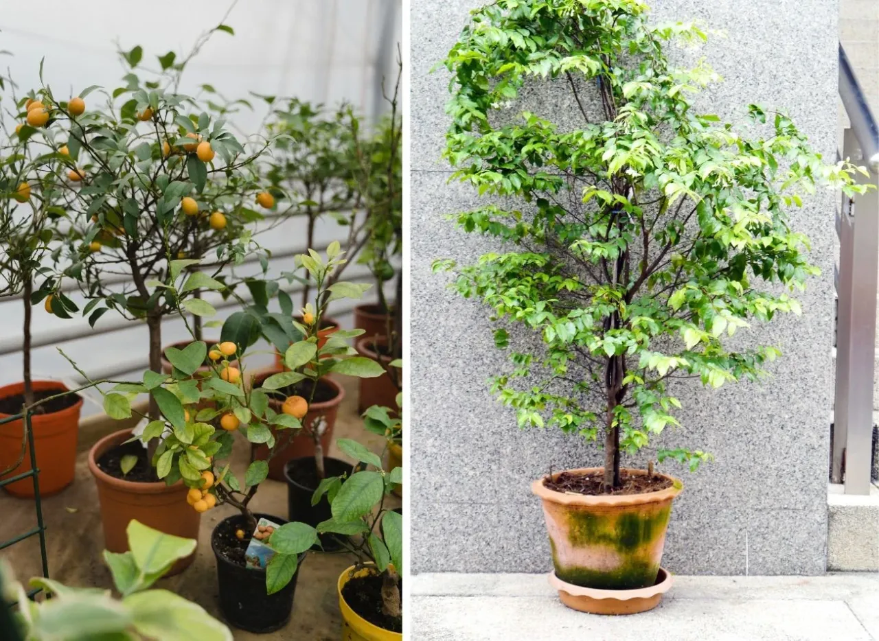 Przegląd najlepszych drzew do donic na taras