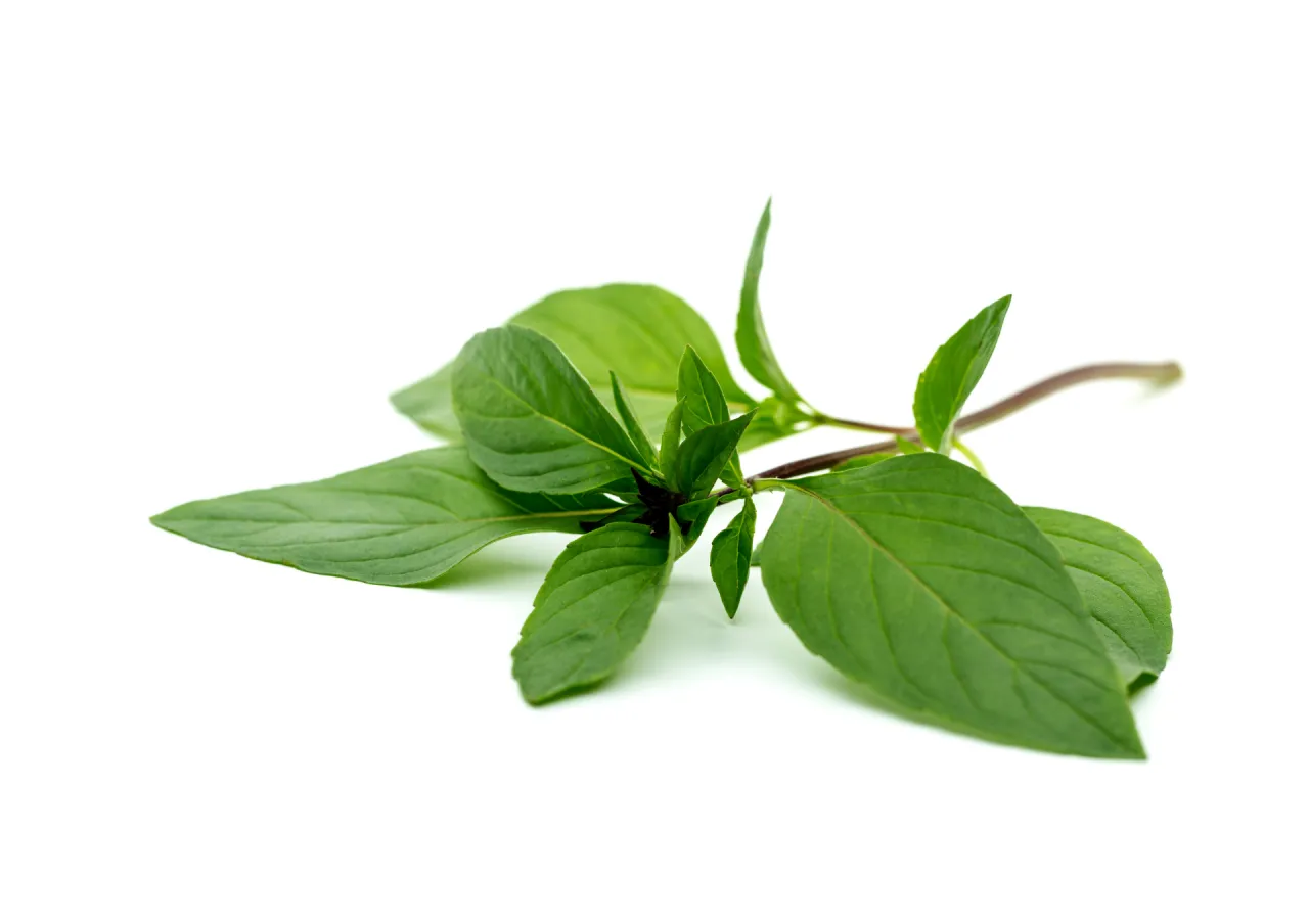 Gałązka bazylii tajskiej, idealna do dań kuchni azjatyckiej, curry i zup. Jej anyżkowo-lukrecjowy aromat wzbogaci smak potraw.