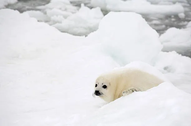 Foka grenlandzka na lodzie Morza Białego