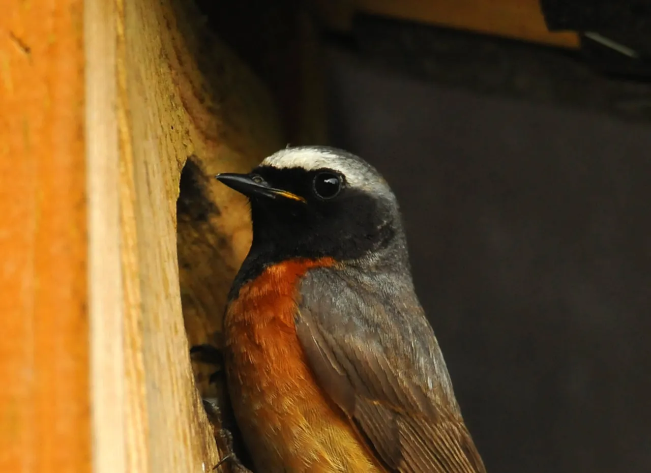 ptaki w budce lęgowej