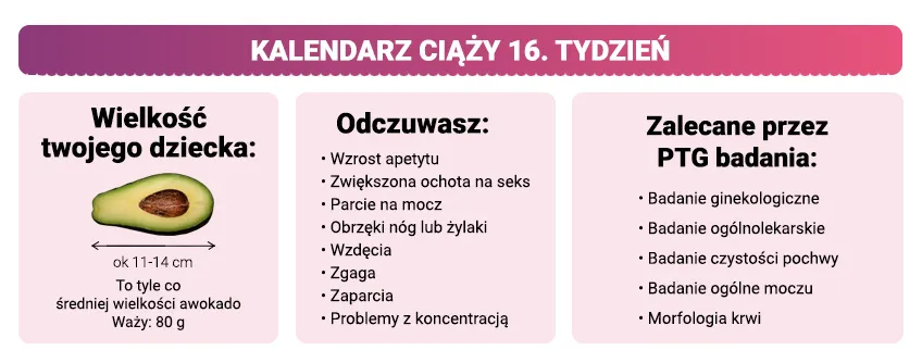 16 tydzień ciąży rozmiar dziecka awokado