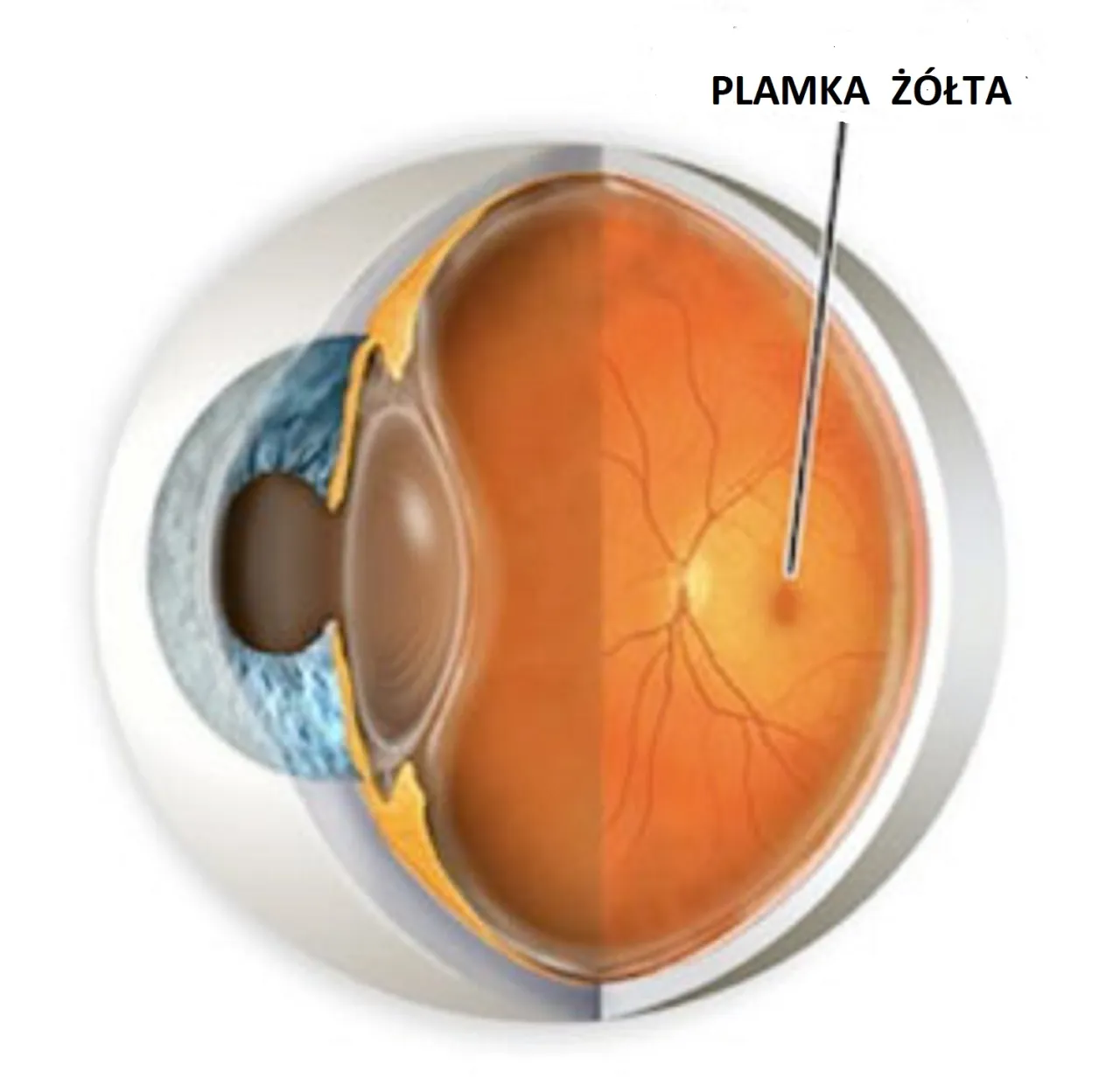 Anatomia oka siatkówka plamka żółta