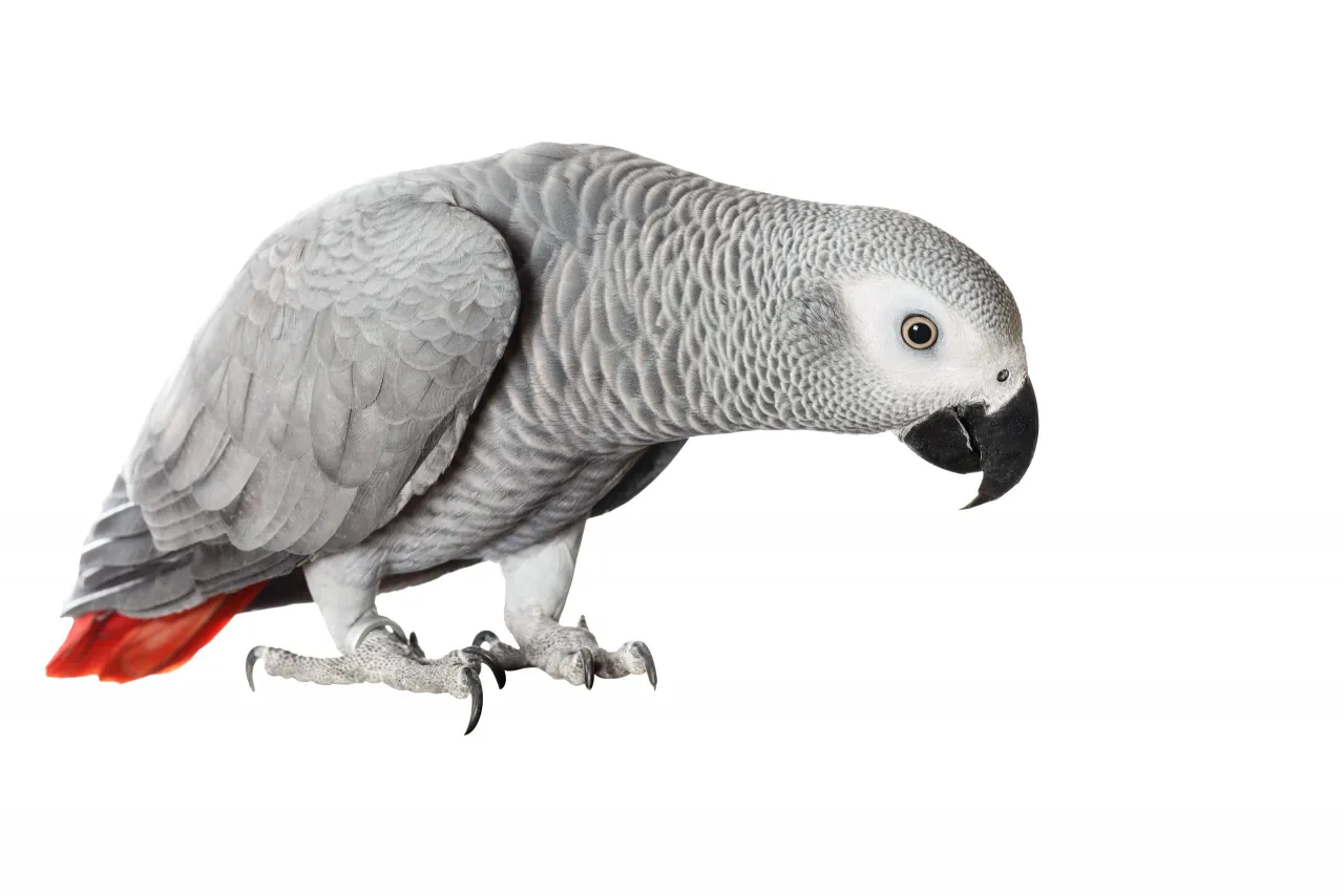 szczęśliwa zdrowa papuga