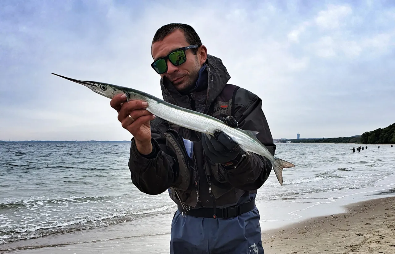 Wędkarz trzyma belonę, dow&oacute;d na to, na jakie ryby jest teraz sezon.