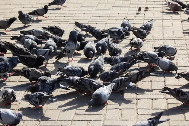 gołębie jedzące ziarna