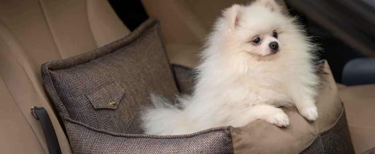 Pomeranian szczeniak i dorosły pies por&oacute;wnanie sierści