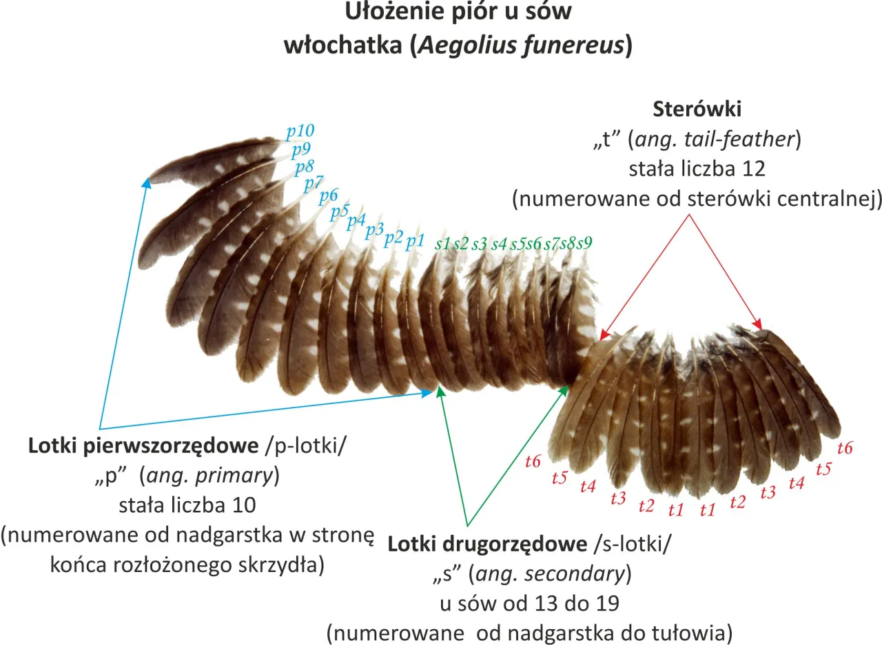 Budowa pi&oacute;ra lotki