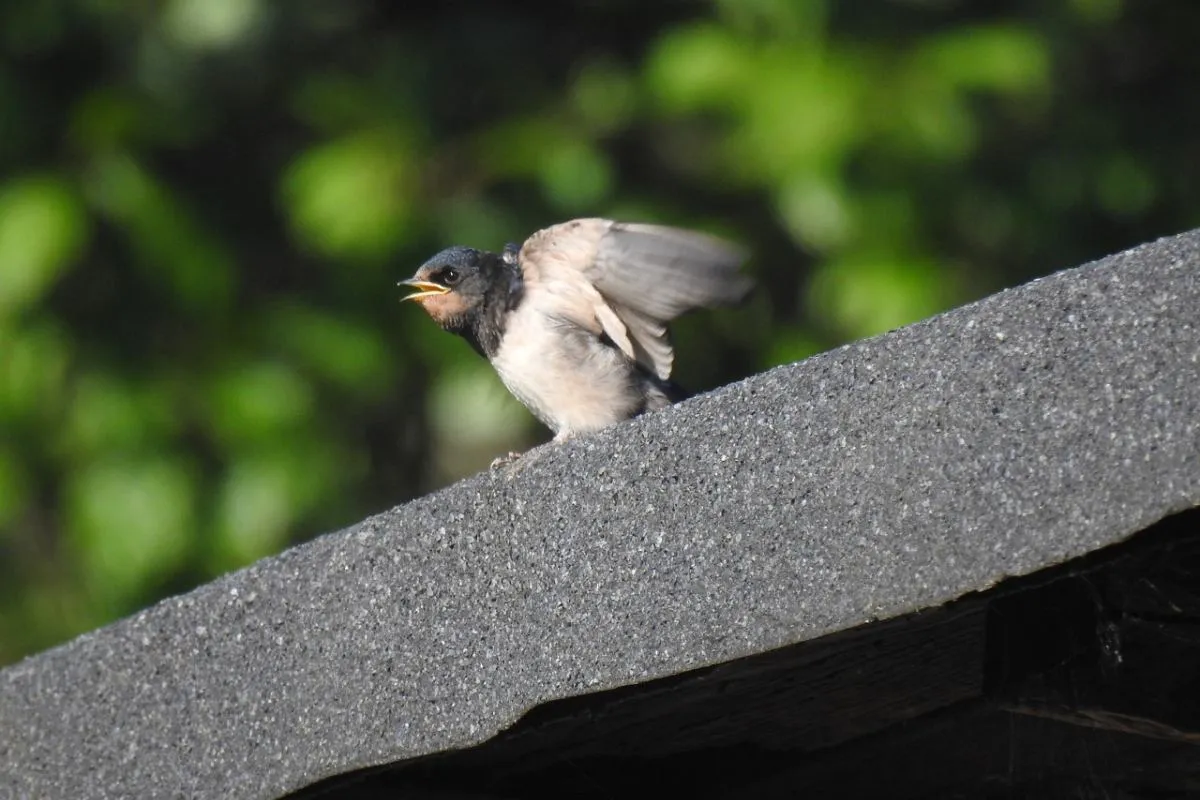 pisklę a podlot r&oacute;żnice
