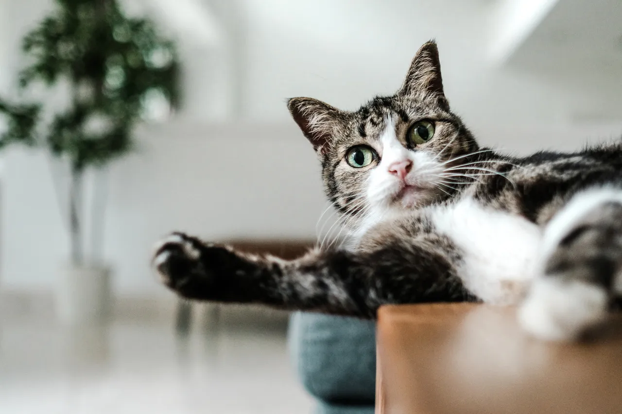 Kotka w rui objawy, kotka w pozycji lordozy