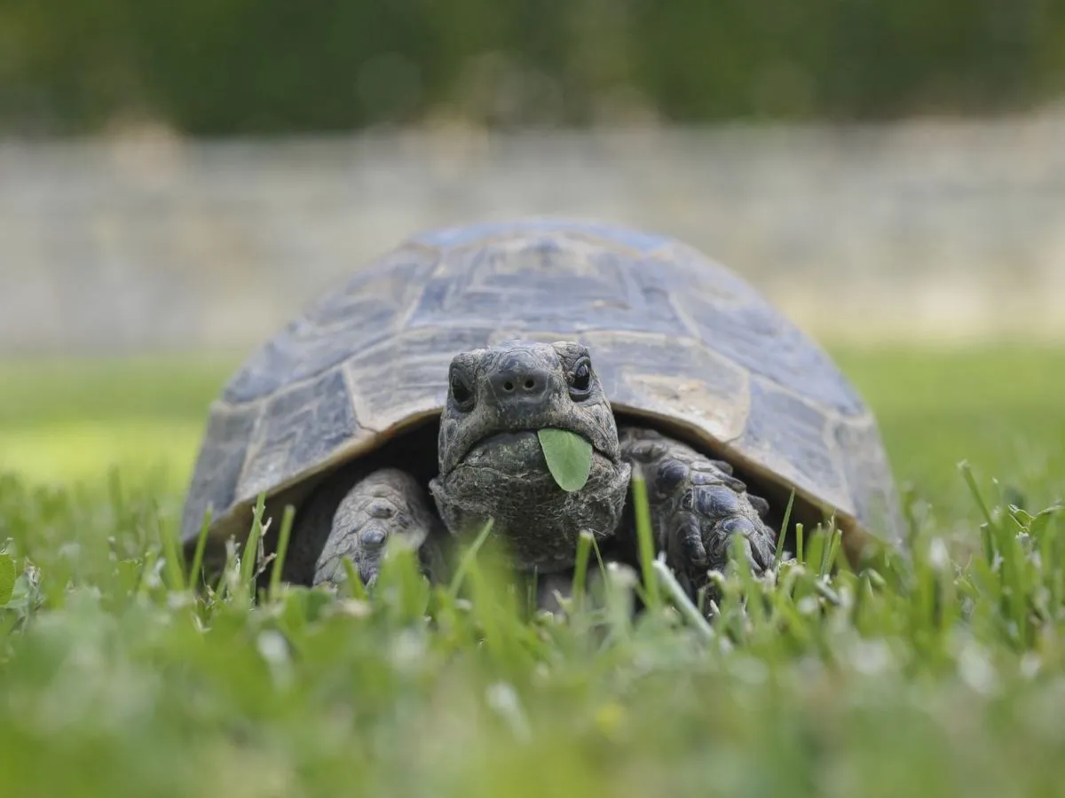 żółw mały cena i koszty utrzymania