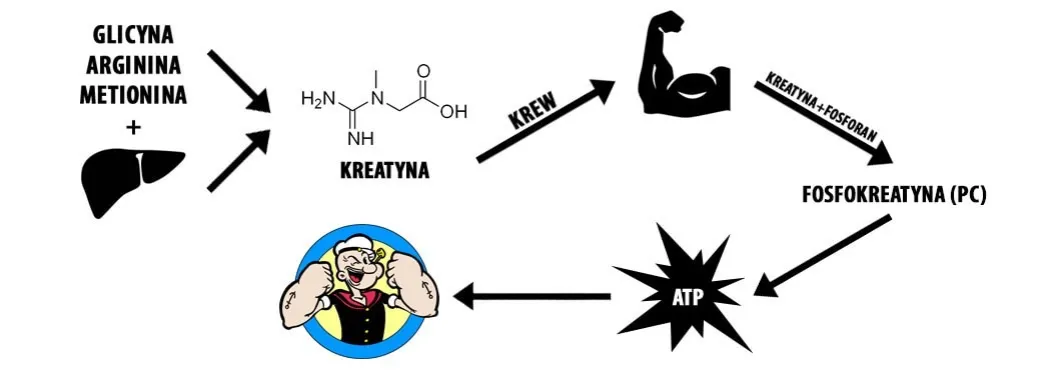 mechanizm działania kreatyny w mięśniach ATP